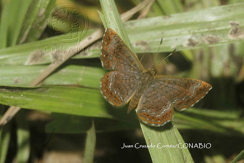 JCC0122%20Riodinidae.JPG.jSff4NH MYEnuyFjQA3g0JtbmFja29CbnFuZ3NAbXJ6LGtwZwA.wcKG4 Llju