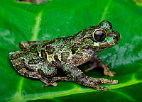 VHJA 0024 Charadrahyla viruela.jpg
