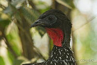 MASM05010 Penelope purpurascens.jpg