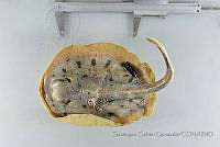 SGQ1096 Urobatis maculatus.jpg