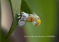 MN6F0040 Membracis mexicana.jpg