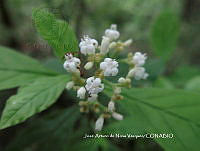 JAdNV0060 Psychotria hidalgensis.JPG