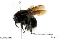 ME006 Abejas 0049 Bombusmagregori Labougle & Ayala, 1988.jpg