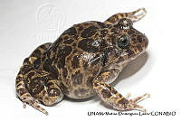 PJ016 0264 Craugastor augusti.JPG