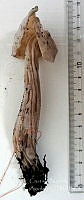 CBA0347 Helvella crispa.JPG