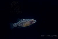 IMDOC2372 Zoogoneticus quitzeoensis.jpg
