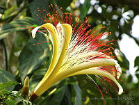 FJRS0181 Pachira aquatica.jpg