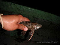 JDL0339 Pterygoplichthys pardalis.jpg
