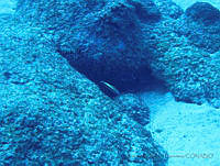VDLCF1097 Liopropoma eukrine.jpg