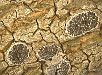 ABP070 Glyphis cicatricosa.jpg