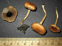 RGO0413 Pholiota castanea.JPG