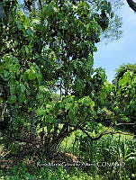 SG019 0143 Oreopanax capitatus y Zea mays.jpg