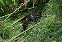 PRB0243 Gallinula galeata.jpg