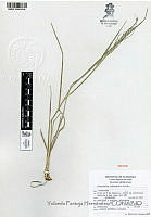 YPH1329 Eragrostis intermedia.jpg