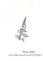 MARL0530 Phytolacca thyrsiflora.jpg