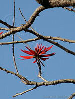 CGL0899 Erythrina americana.jpg