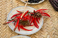 MDL0476 Erythrina americana.jpg