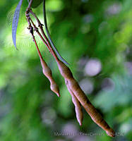 MDLLPG0112 Quadrella indica.jpg