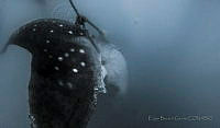 EBG05 Rhincodon typus.jpg