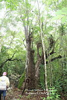 HVBR0088 Beaucarnea recurvata.JPG