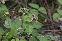 ZAPF0516 Rubus sp..jpg