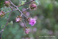 proy JF091 0492 Vernonia alamanii.JPG