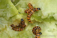 OIEA0017 Cactoblastis cactorum.jpg