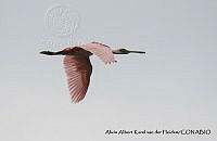 AAKVDH 0128 Platalea ajaja.JPG