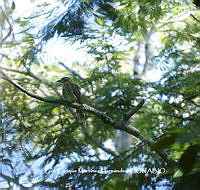 LEMH075 Myiodynastes maculatus.JPG