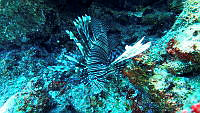 BDPyJCPP038 Pterois volitans.jpg