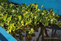 3R 01317 Eichhornia crassipes.jpg