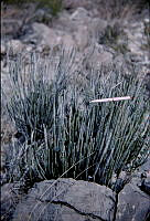 1260 Euphorbia antisyphilitica.jpg