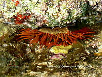 NBA0073 Bunodosoma californicum.JPG