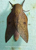 VHTH025 Lepidoptera.JPG