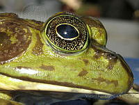 VHL0528 Lithobates catesbeianus.jpg