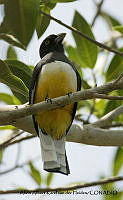 AAKVDH 0162 Trogon citreolus.JPG