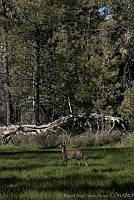 MASM02744 Odocoileus hemionus.jpg