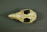 VMS-CD0287 Didelphis virginiana.JPG