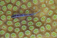 CCK0393 Elacatinus sp.,.jpg