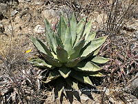 AJGM0344 Agave titanota.JPG