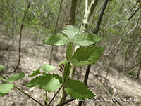 MEGA 0710 Bursera palmeri.JPG