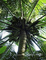 SG012 0036 Cocos nucifera.jpg