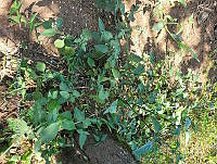 SG019 0040 Solanum nigrescens.jpg