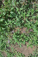 SG019 0339 Amaranthus hybridus.jpg