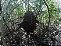 LM019 2 0004 Termitero sobre mangle rojo.jpg