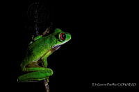 EGP0438 Duellmanohyla chamulae.JPG