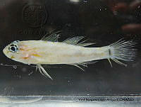 YMLA 005 Coryphopterus eidolon.JPG