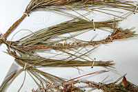 MASM06798 Pinus oocarpa.jpg