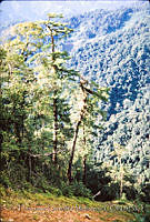 FGM1488 Pinus strobus var. chiapensis.JPG