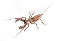 MASM07725 Mastigoproctus sp..jpg